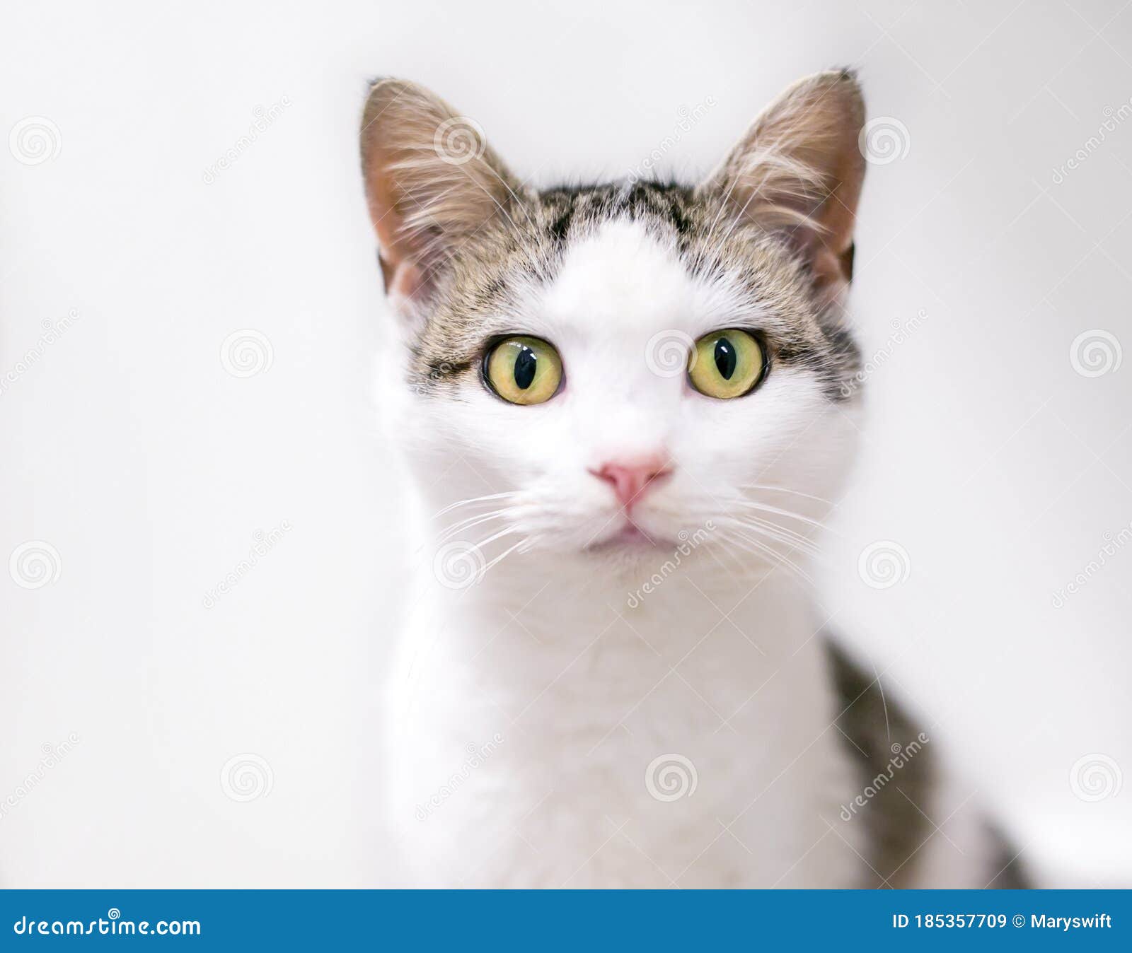 A Young Domestic Shorthair Cat with Tabby and White Markings Stock Image -  Image of kitty, housecat: 185357709