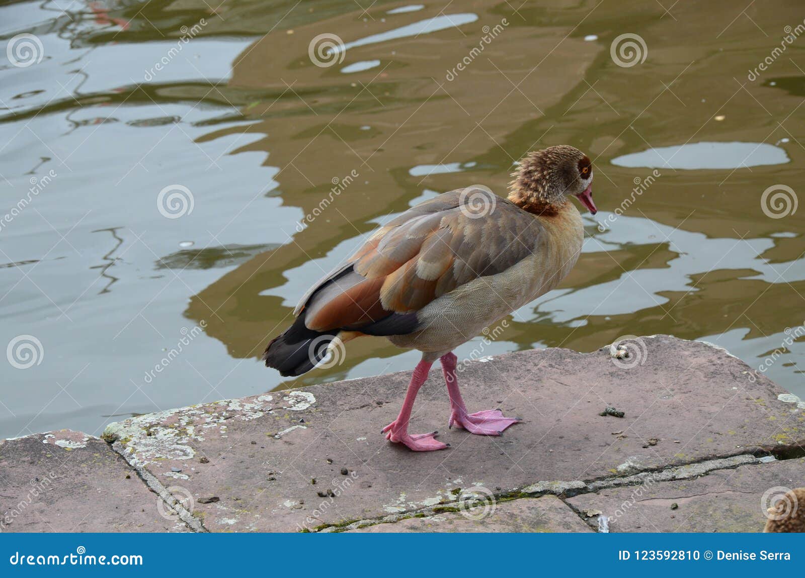 young duck walking at river main