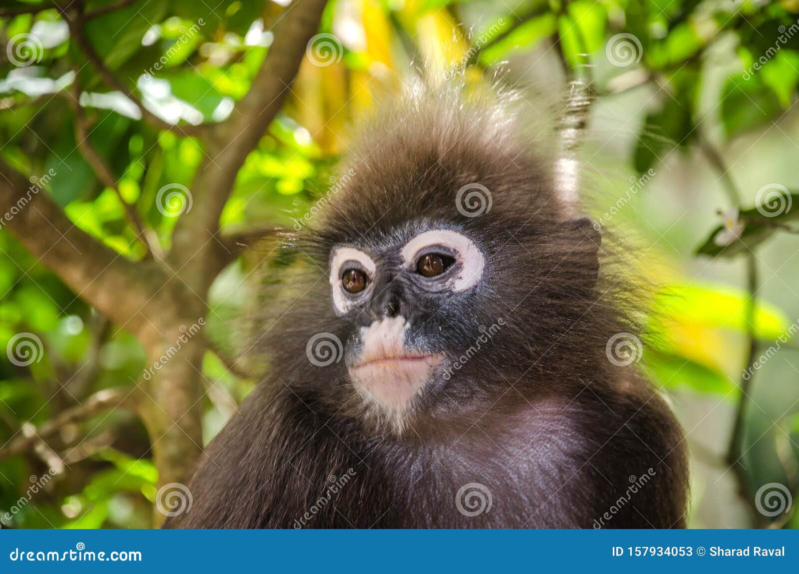 Young Dusky Leaf Monkey in the Forest Up on a Tree Stock Image Image