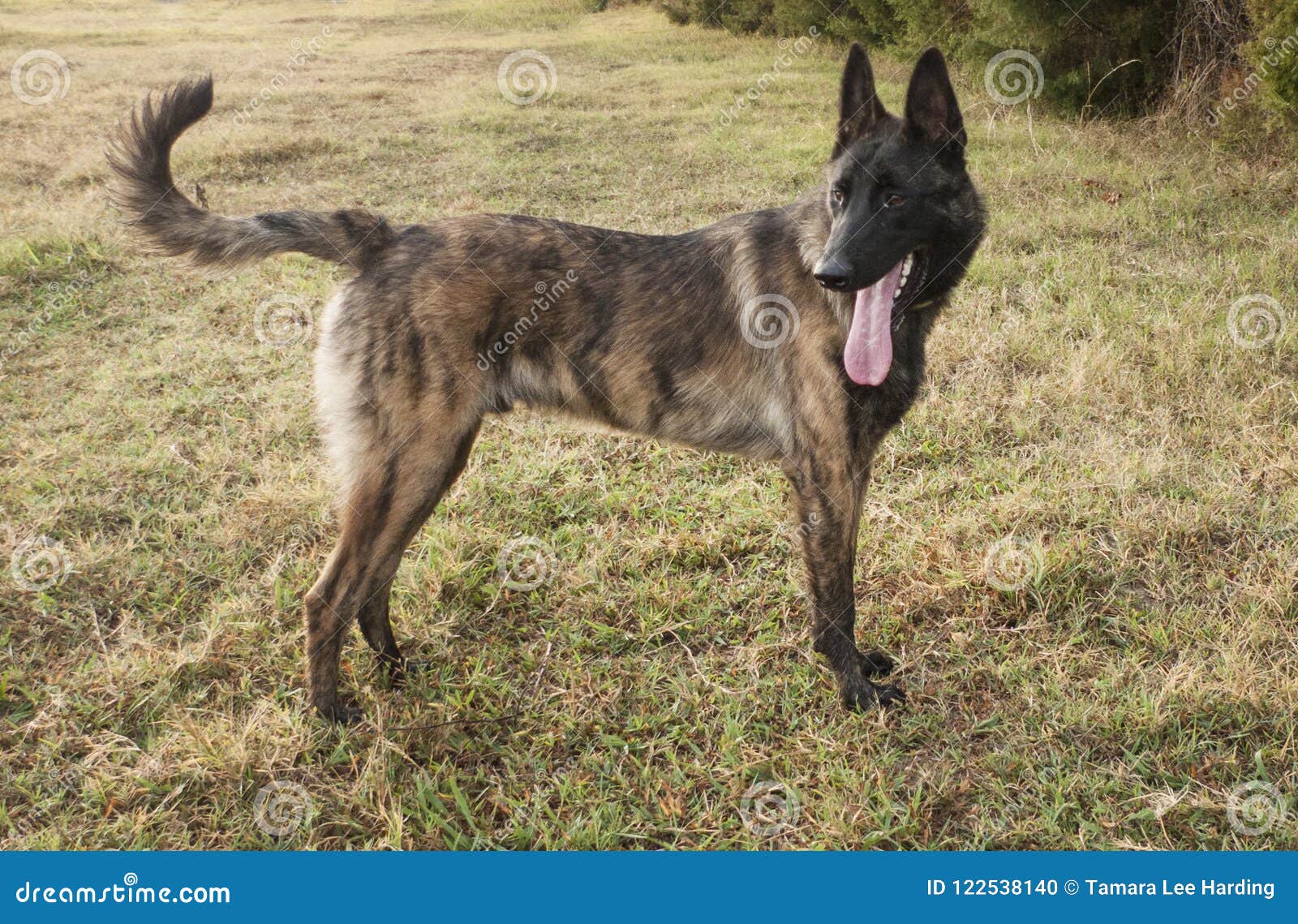 belgian malinois x dutch shepherd