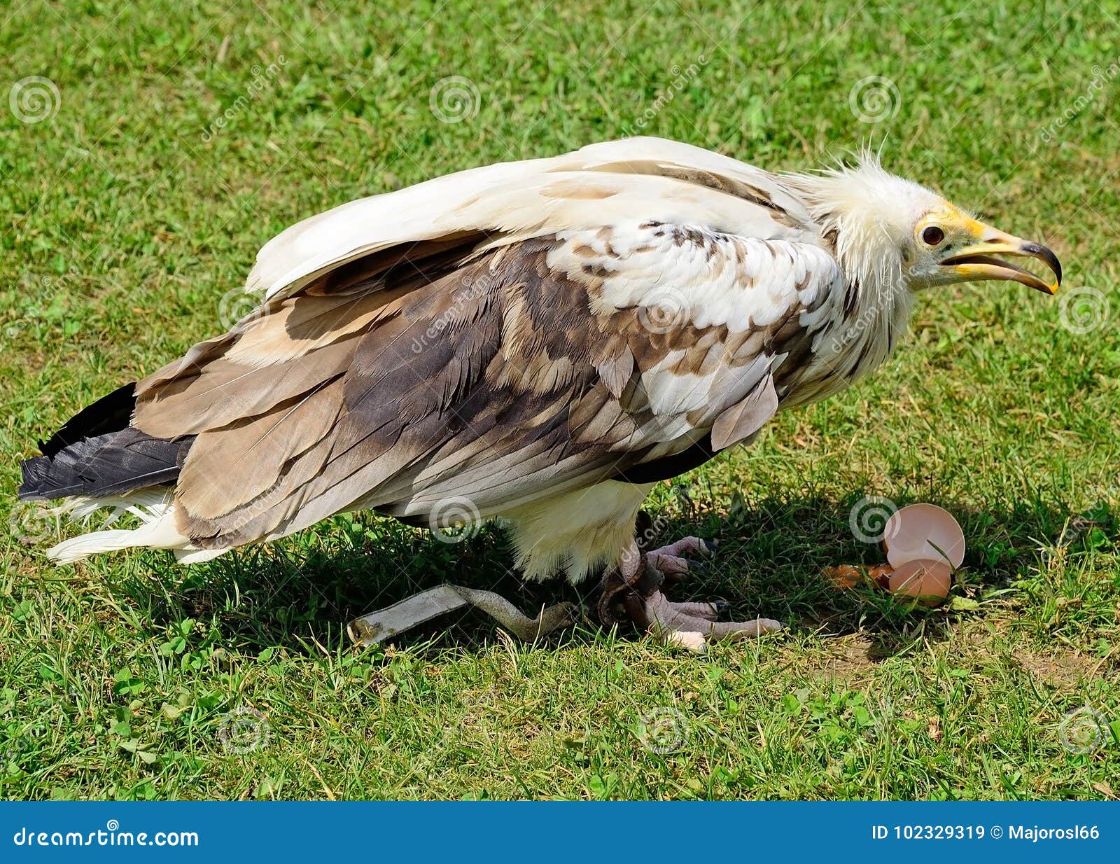 Young eagle eats a hen egg stock image. Image of portrait 102329319
