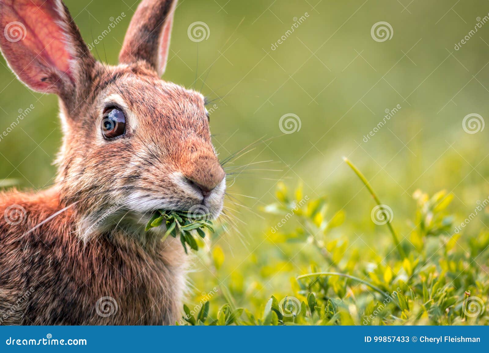 young eastern cottontail rabbit munches on fresh greens