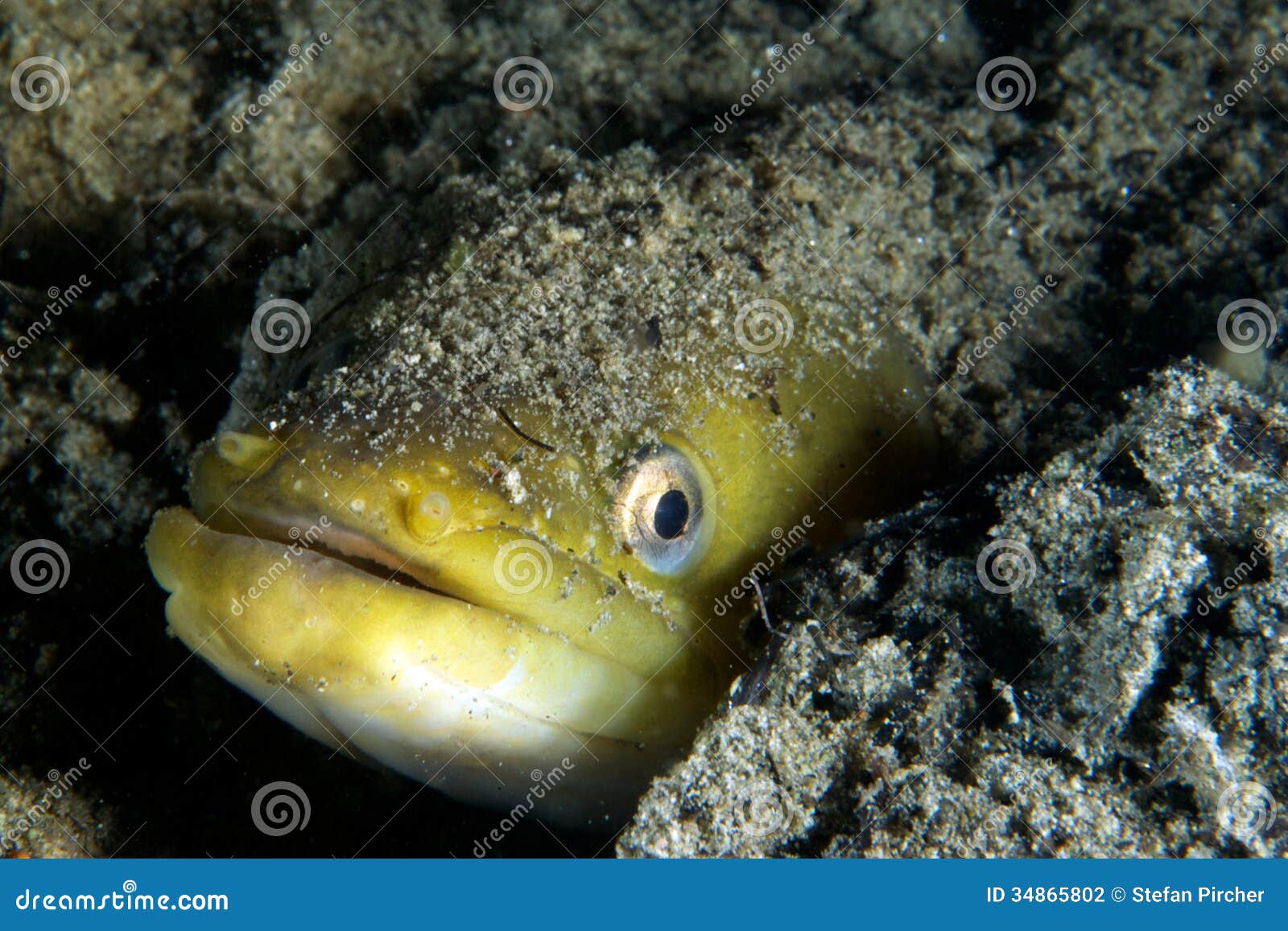 Young eel stock photo. Image of young, anxious, scared - 34865802