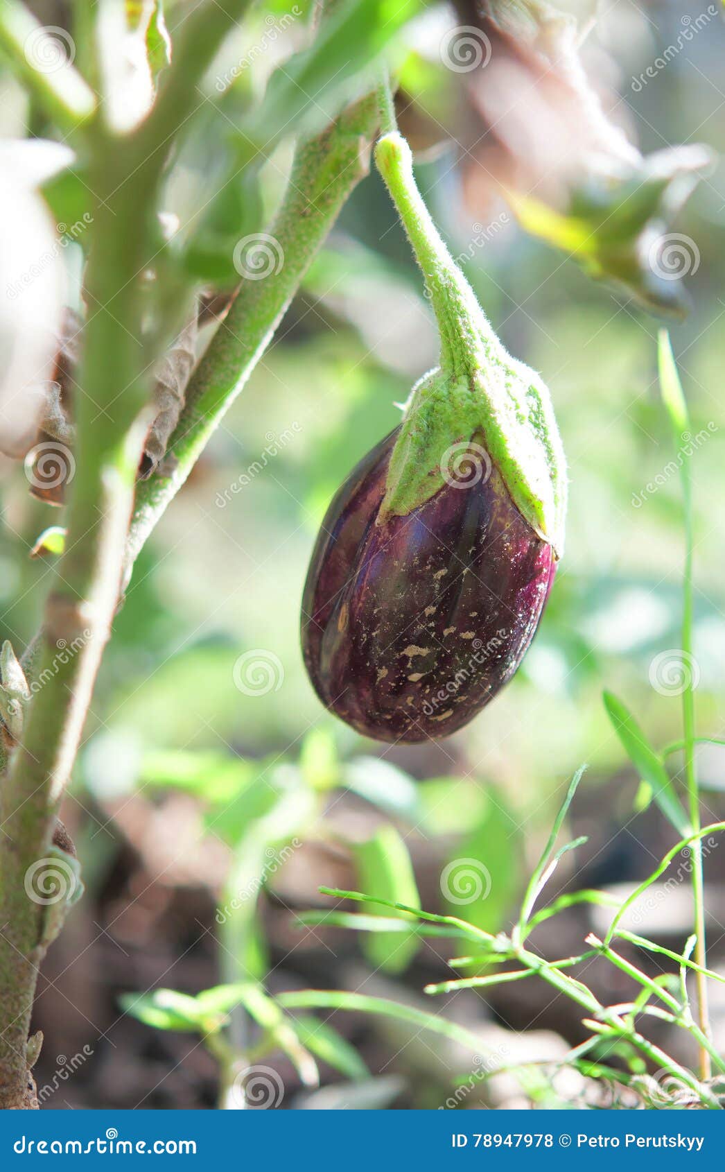 Young eggplant fruit stock photo. Image of farming, country 78947978