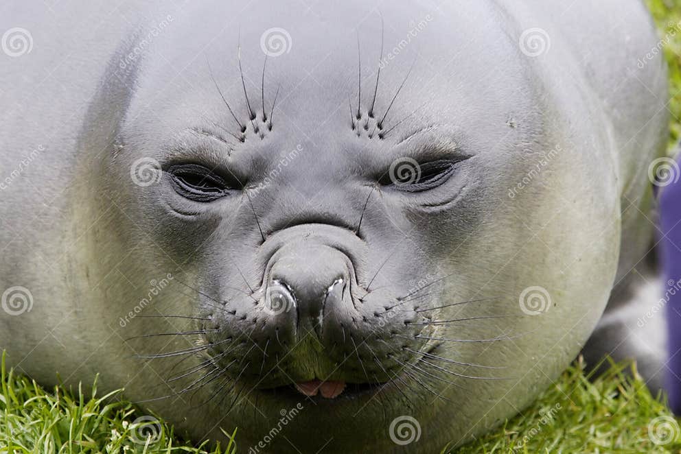 Young Elephant Seal stock image. Image of nose, blubber 4134259