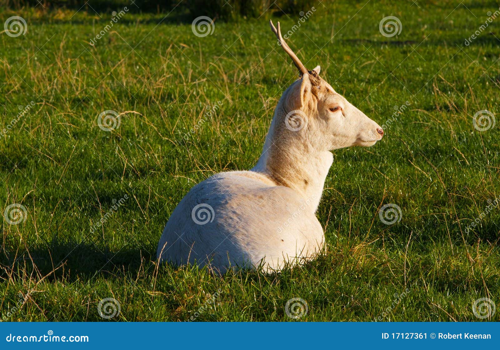 Young elk grass field stock image. Image of mammal, mountains 17127361