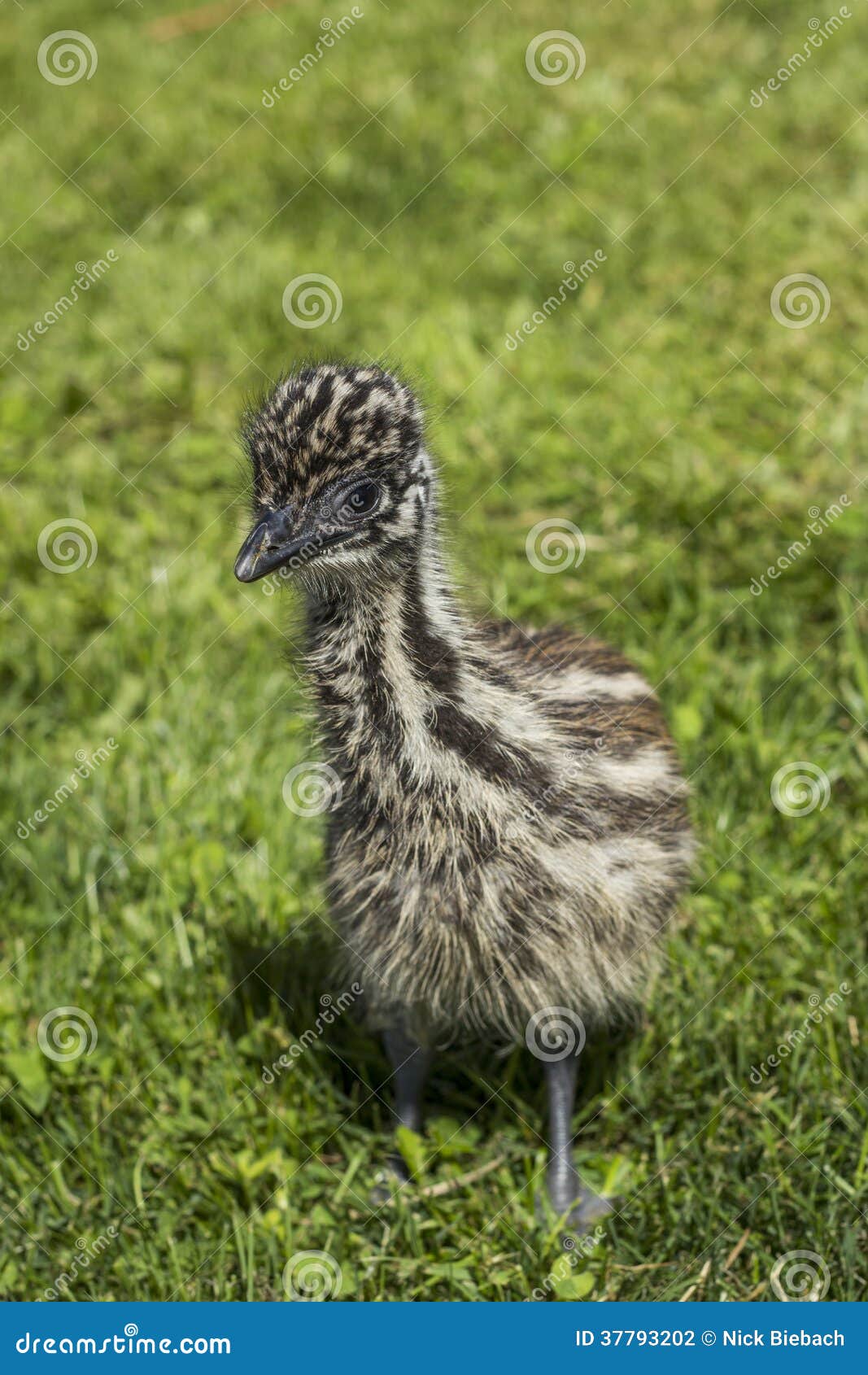 Young Emu Chick Looking Cute in Grass Stock Photo Image of newborn