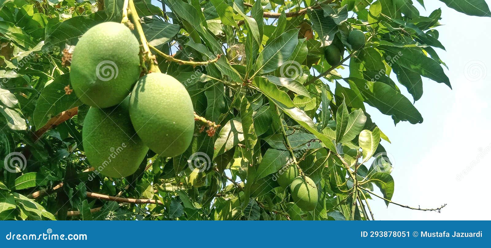 young endog mangoes will remain small until they are ripe