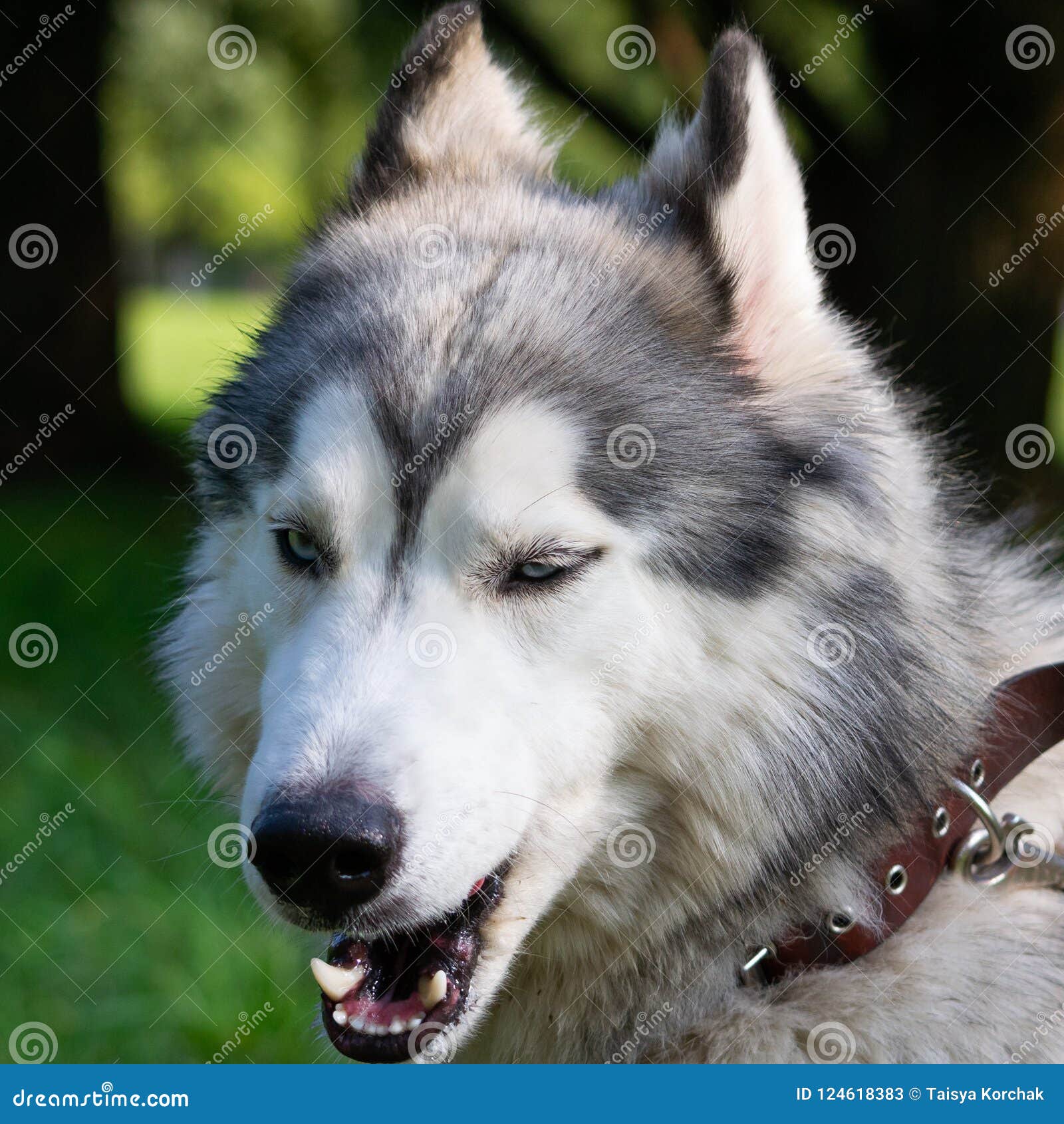 young energetic dog on a walk. siberian husky.
