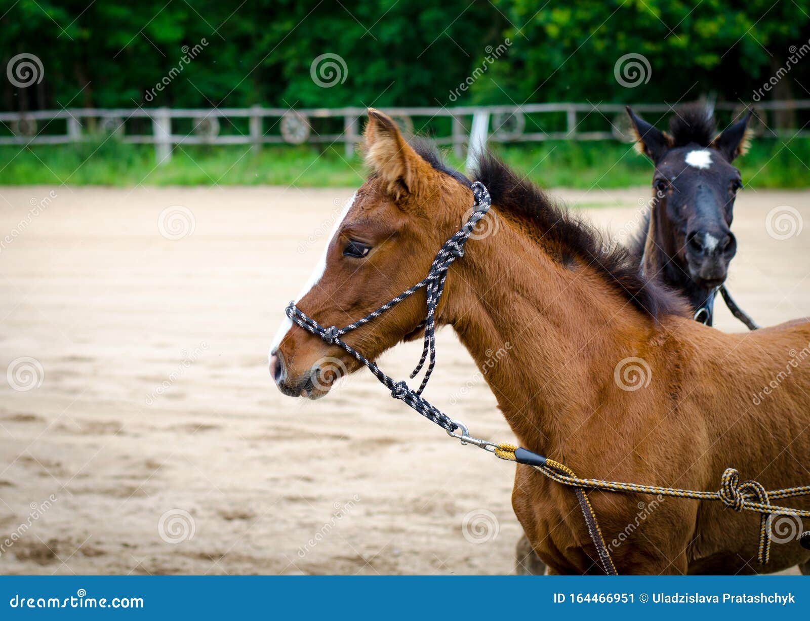 Young Equestrian Foals with Halters in Summer Stock Image Image of