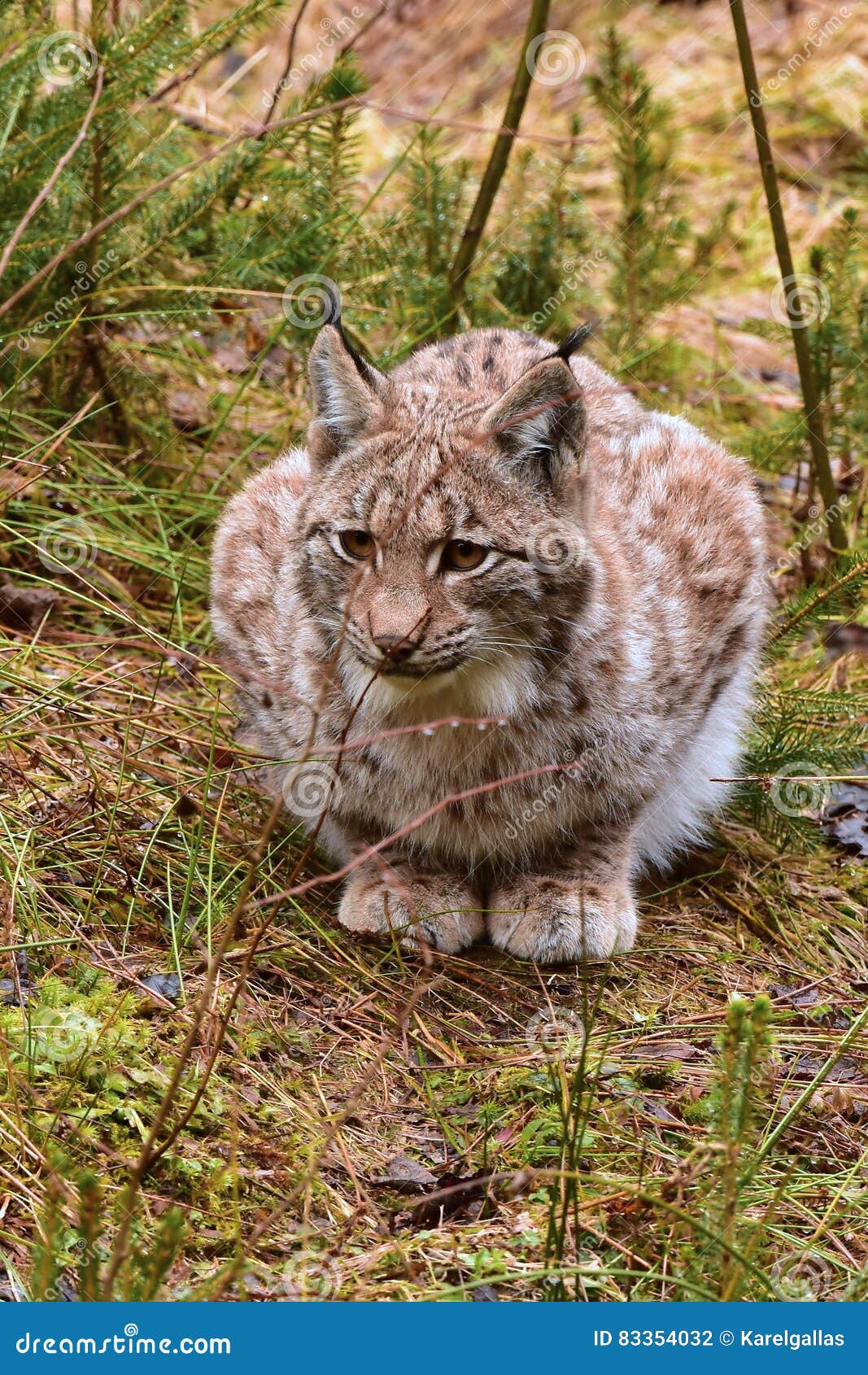 Young eurasian lynx stock photo. Image of protection - 83354032