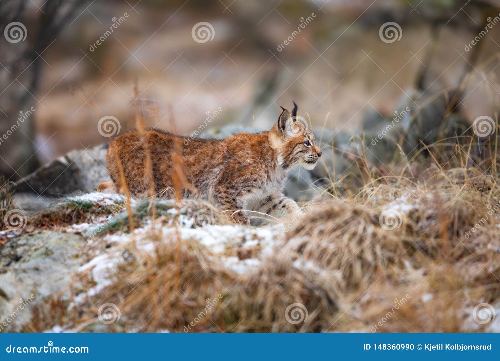 Young Eurasian Lynx Lurking Silent in the Forest at Early Winter Stock ...