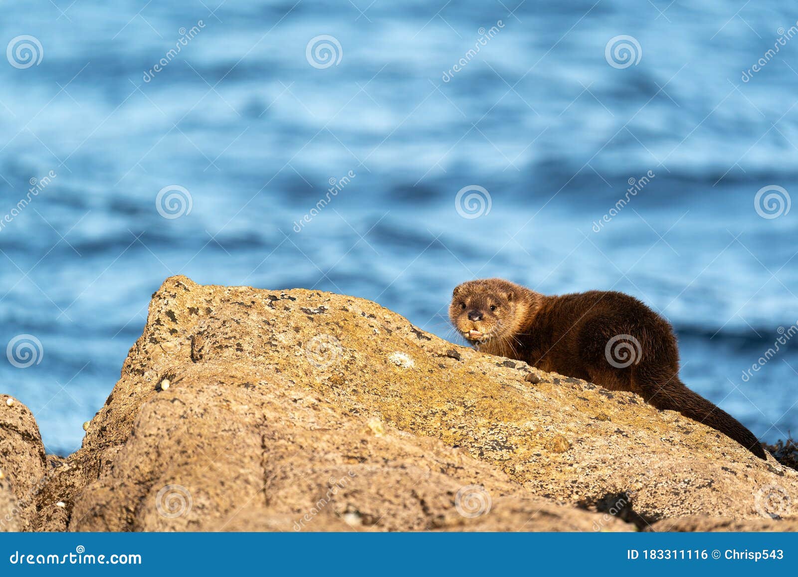 young european otter cub on a roc