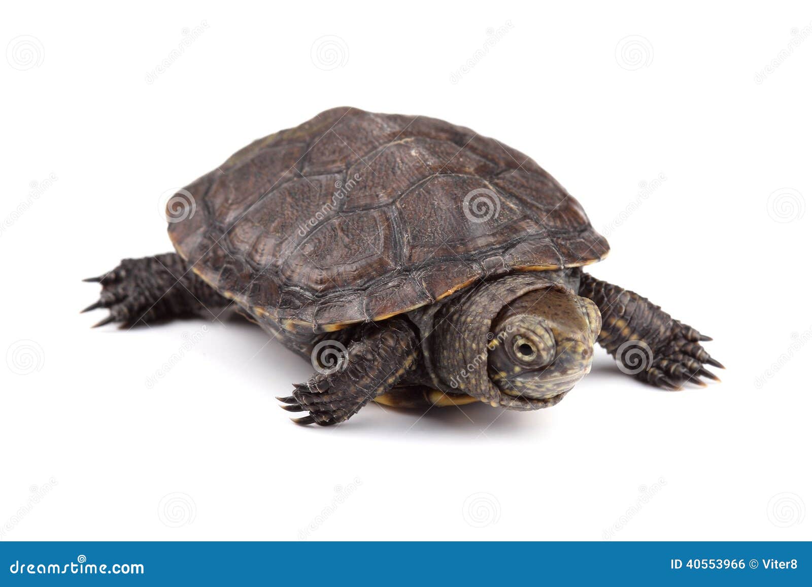 Young European Pond Turtle Isolated on White Stock Photo - Image of ...