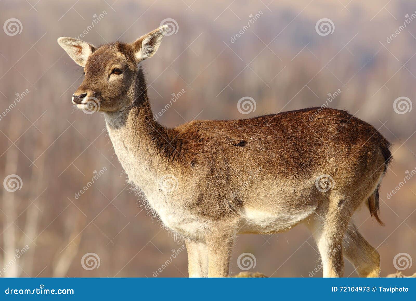 Young fallow deer doe stock image. Image of fallow, european 72104973
