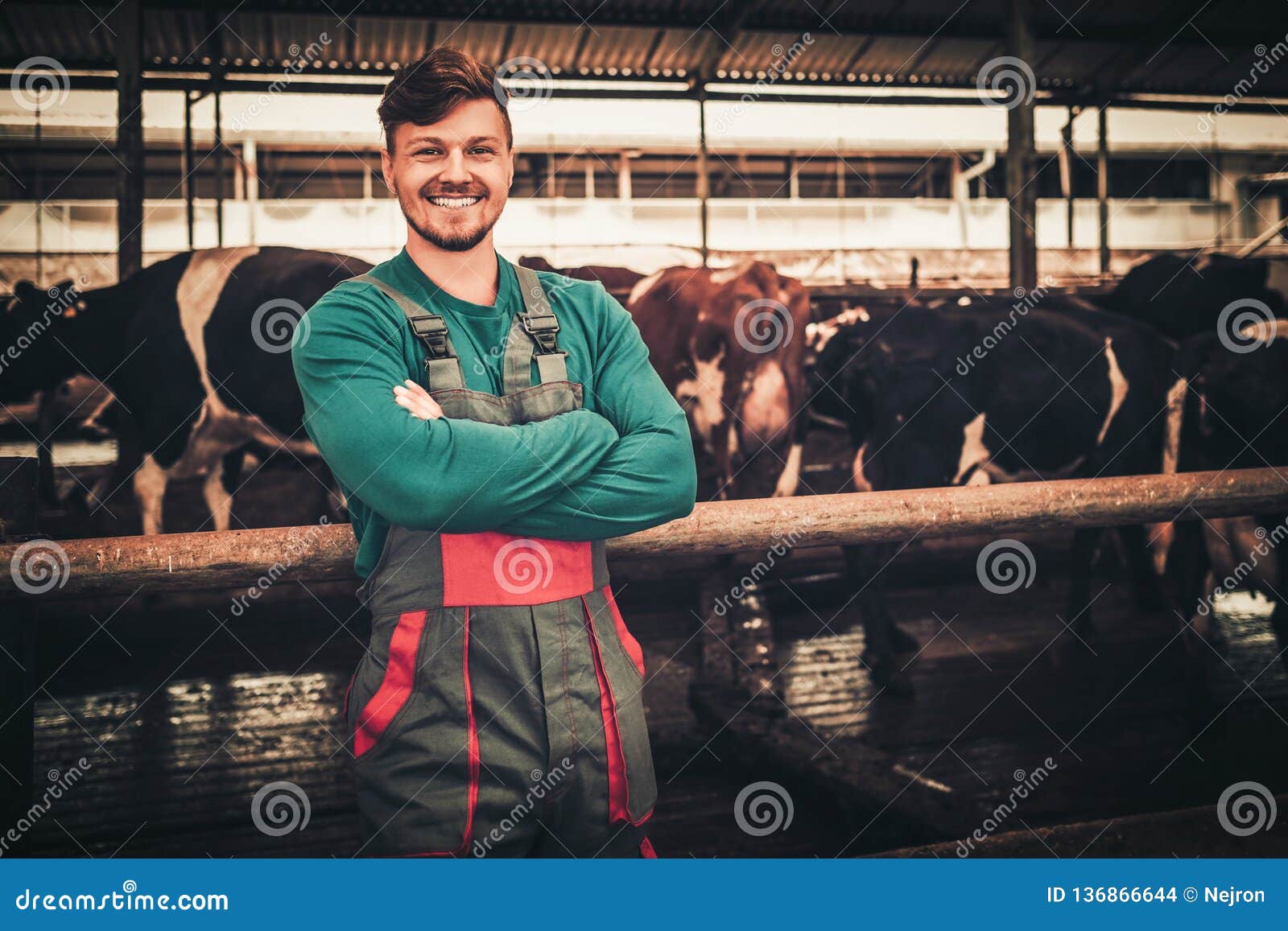 young farmer in a cowshed on a dairy farm