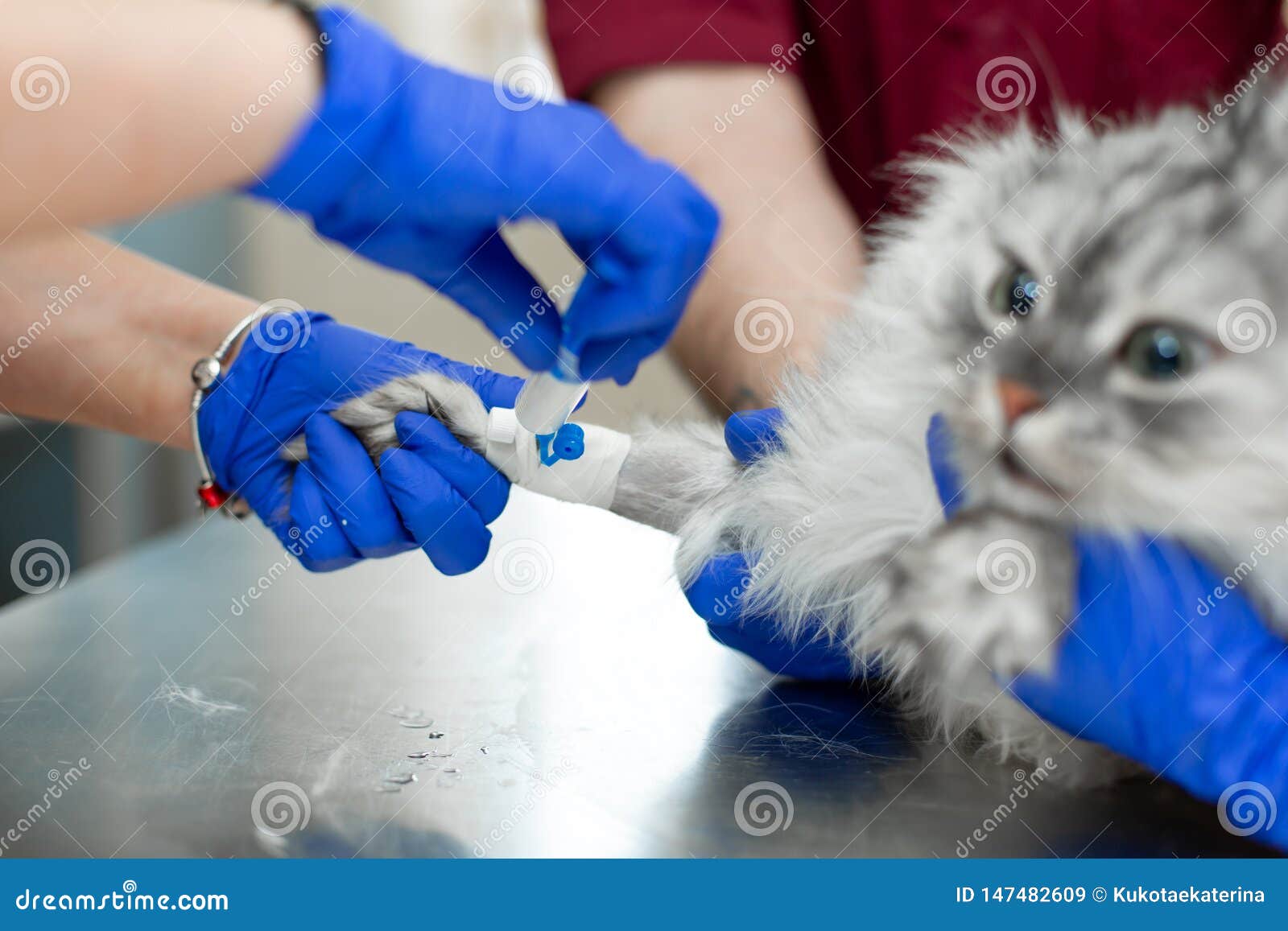 Female Catheter Insertion Procedure Female Catheter Insertion Procedure