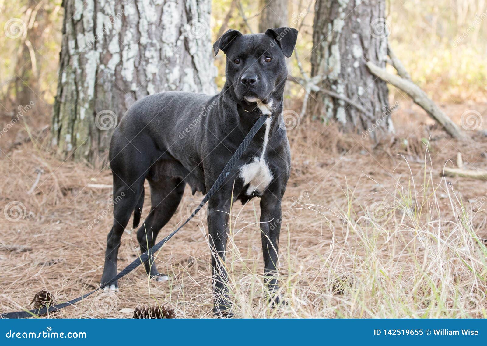 Black Pitbull Labrador Mixed Breed Dog Stock Image - Image Of Mutt, Animal:  142519655