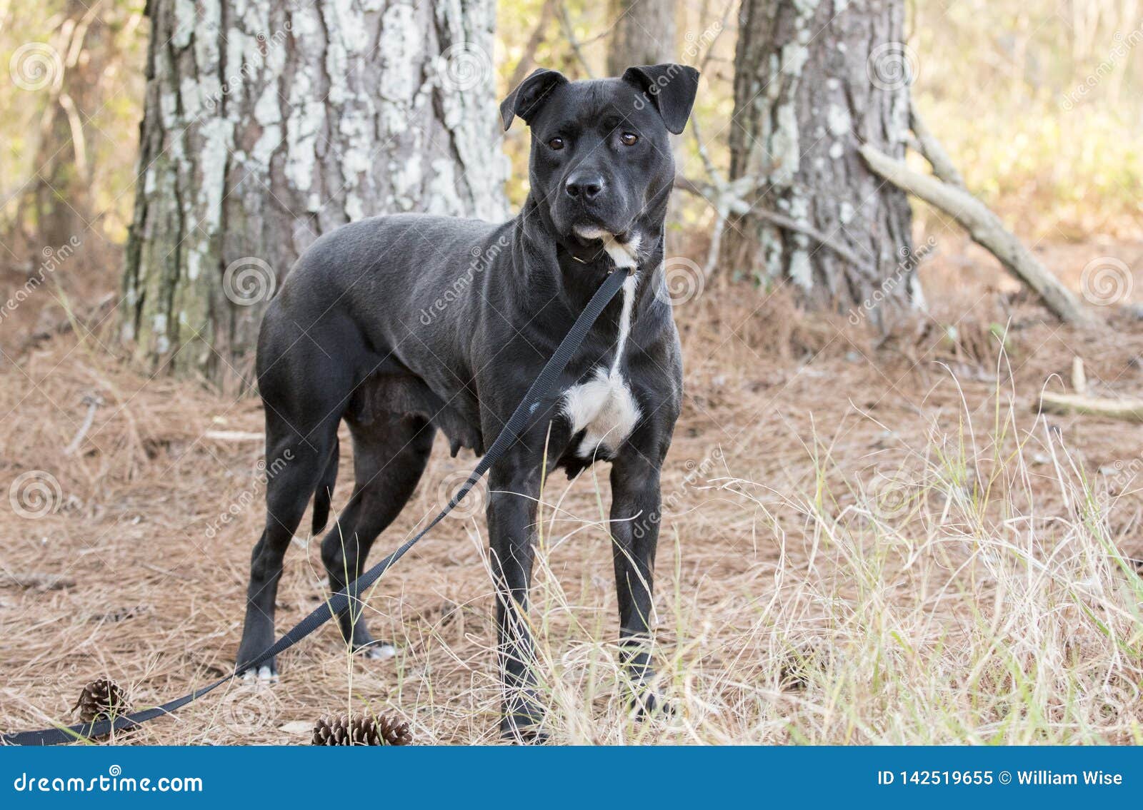 Droll Bulldog Pitbull Mix Black And White