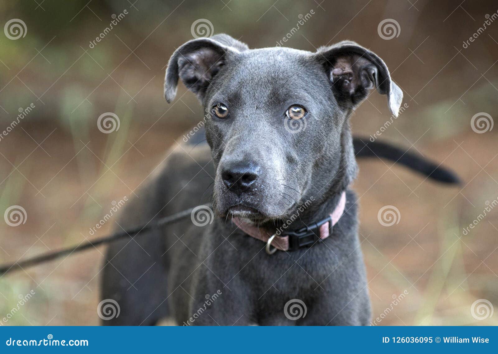 Young Female Blue Pitbull Terrier Mixed Breed Puppy Dog Stock