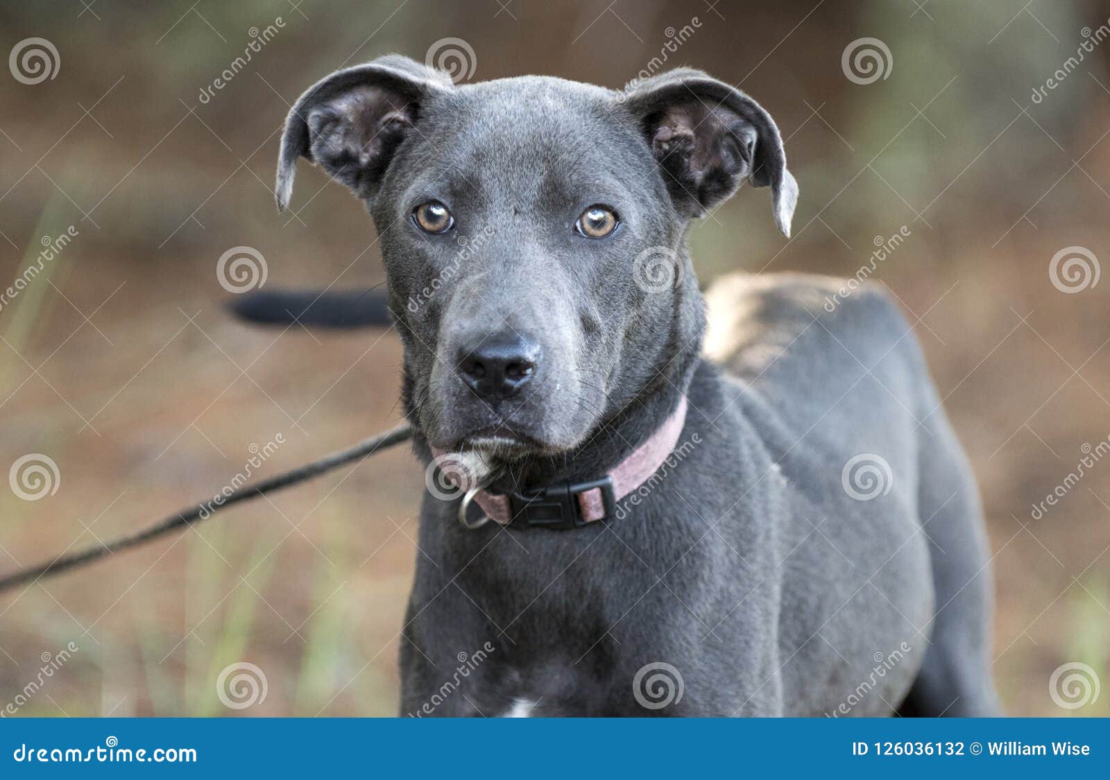 weimaraner terrier mix