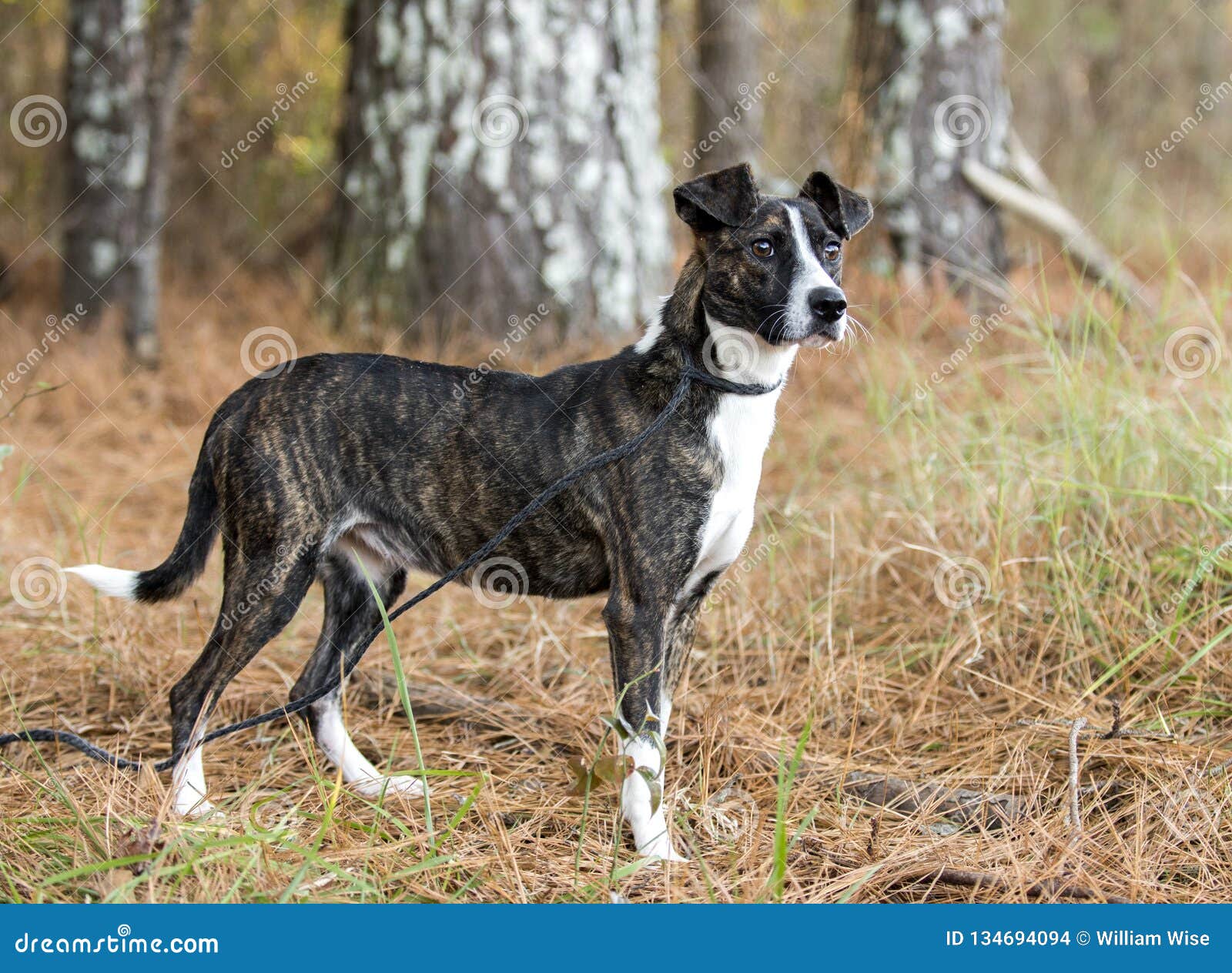 Brindle Terrier Breed Dog Stock - Image of mixed, whippet: 134694094