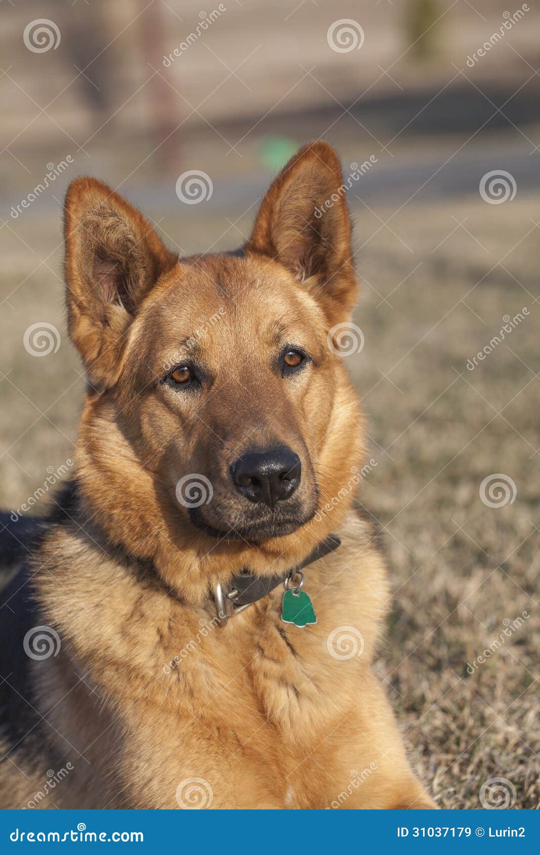 German Shepherd Dog Close Up Stock Image - Image of ears ...