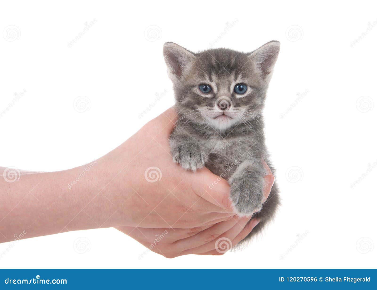 Hands Holding Tiny Kitten Isolated Stock Photo Image Of Kitty