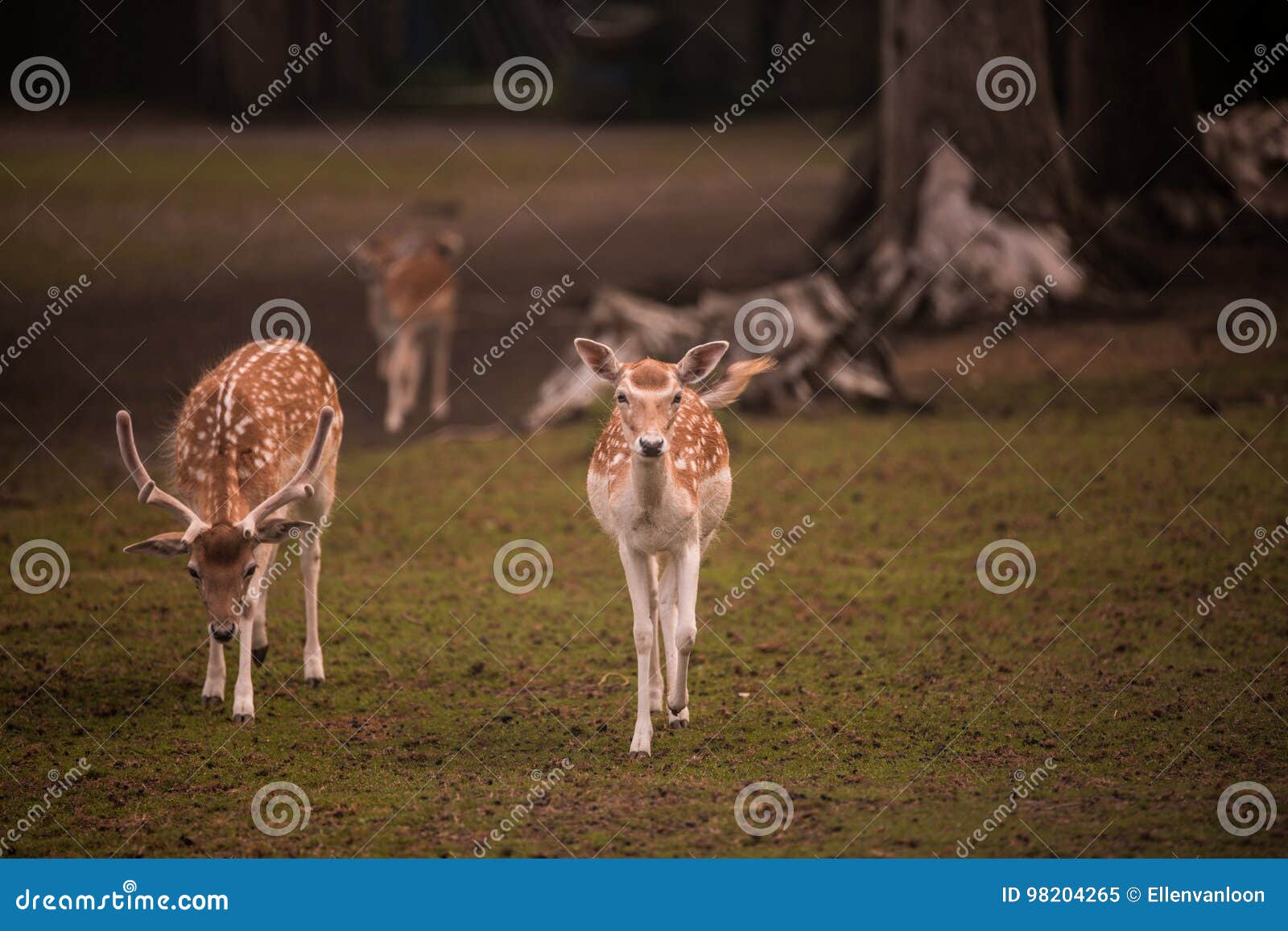 Young female and male deer stock image. Image of wild 98204265