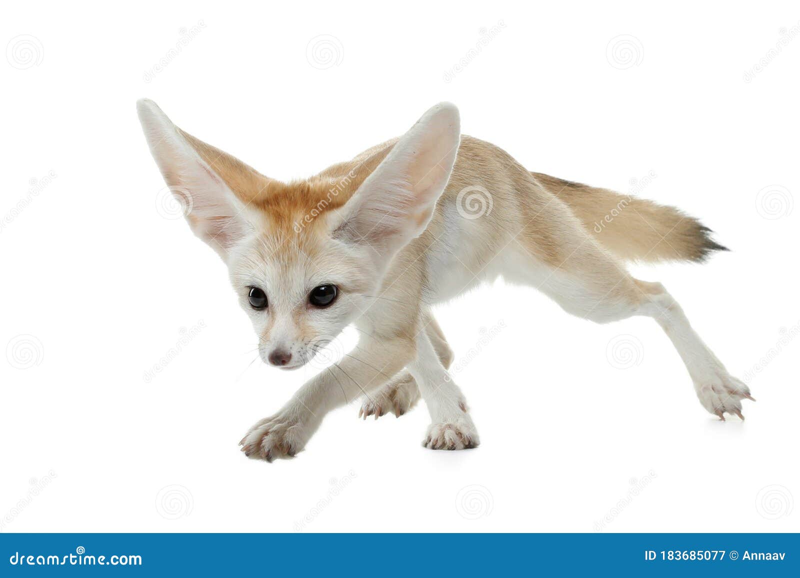 186 Baby Fennec Photos Free Royalty Free Stock Photos From Dreamstime 186 Baby Fennec Photos Free Royalty Free Stock Photos From Dreamstime