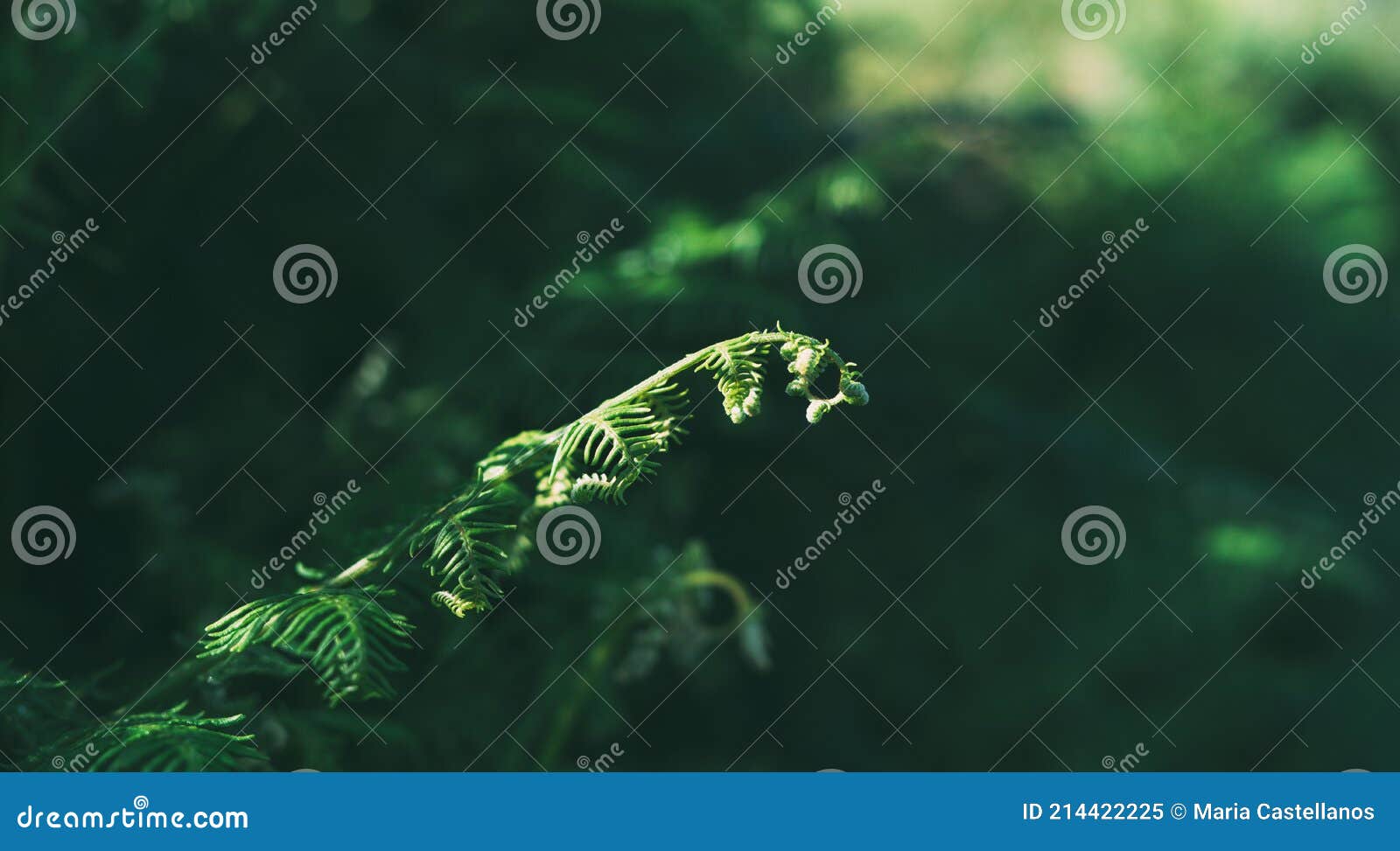 young fern growths with the background out of focus. selective focus. copy space