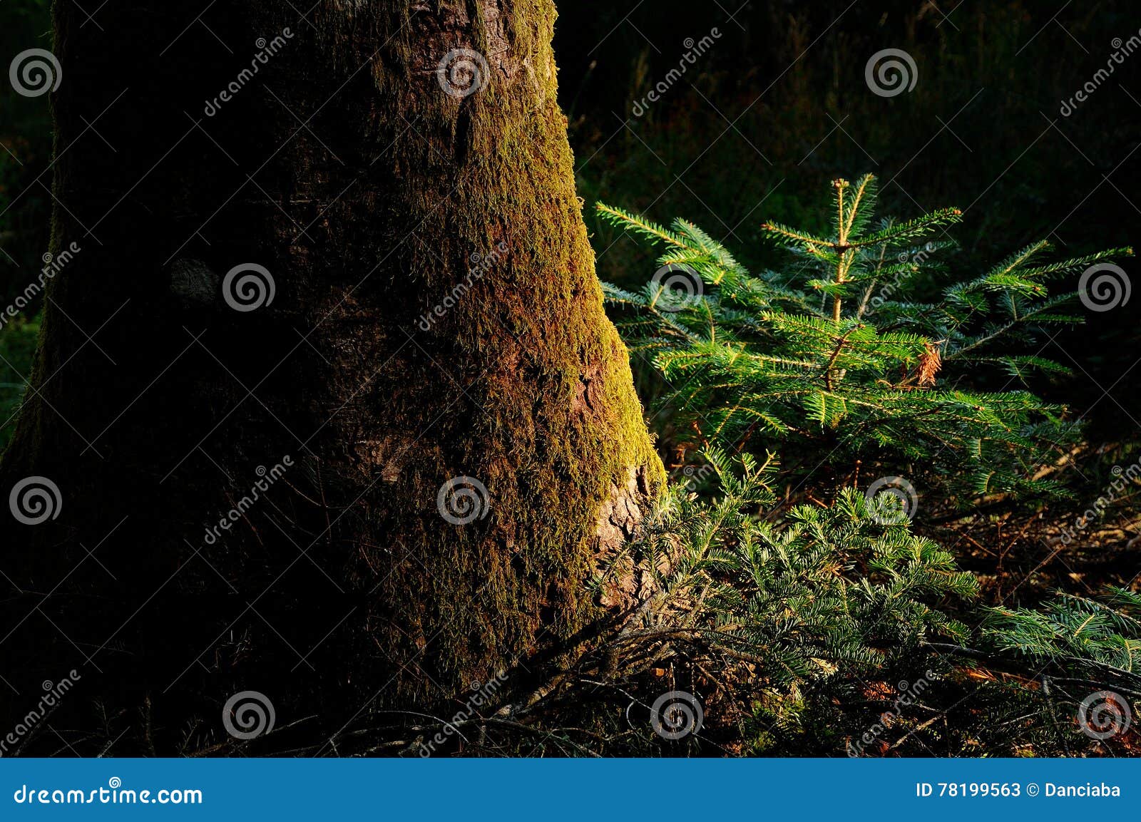 young fir in a dark forest on tuscany mountain.
