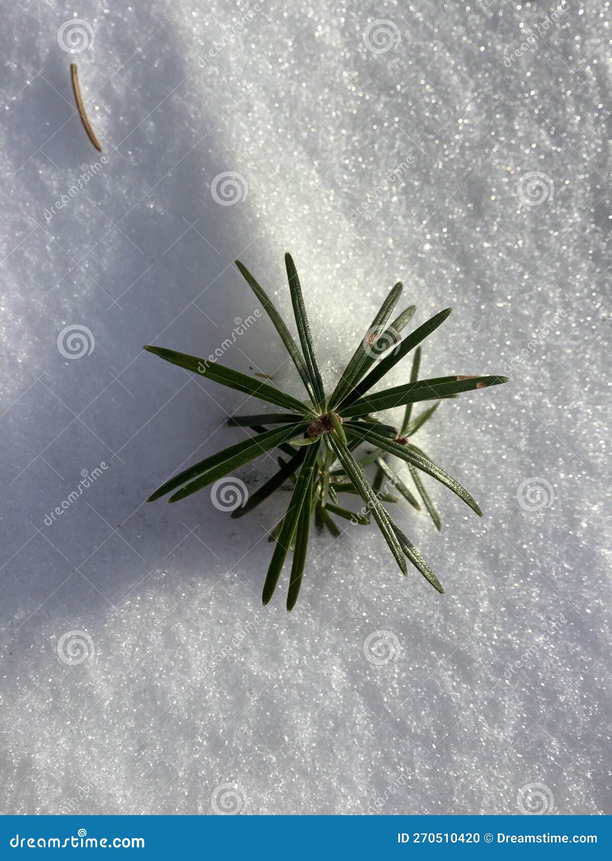 A Young Fir Tree Emerging from the Snow Stock Photo Image of nature