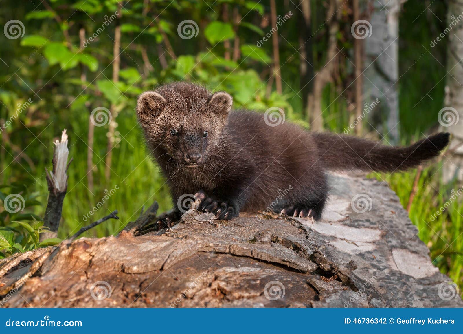 Fisher (Martes pennanti), Minnesota Mammals