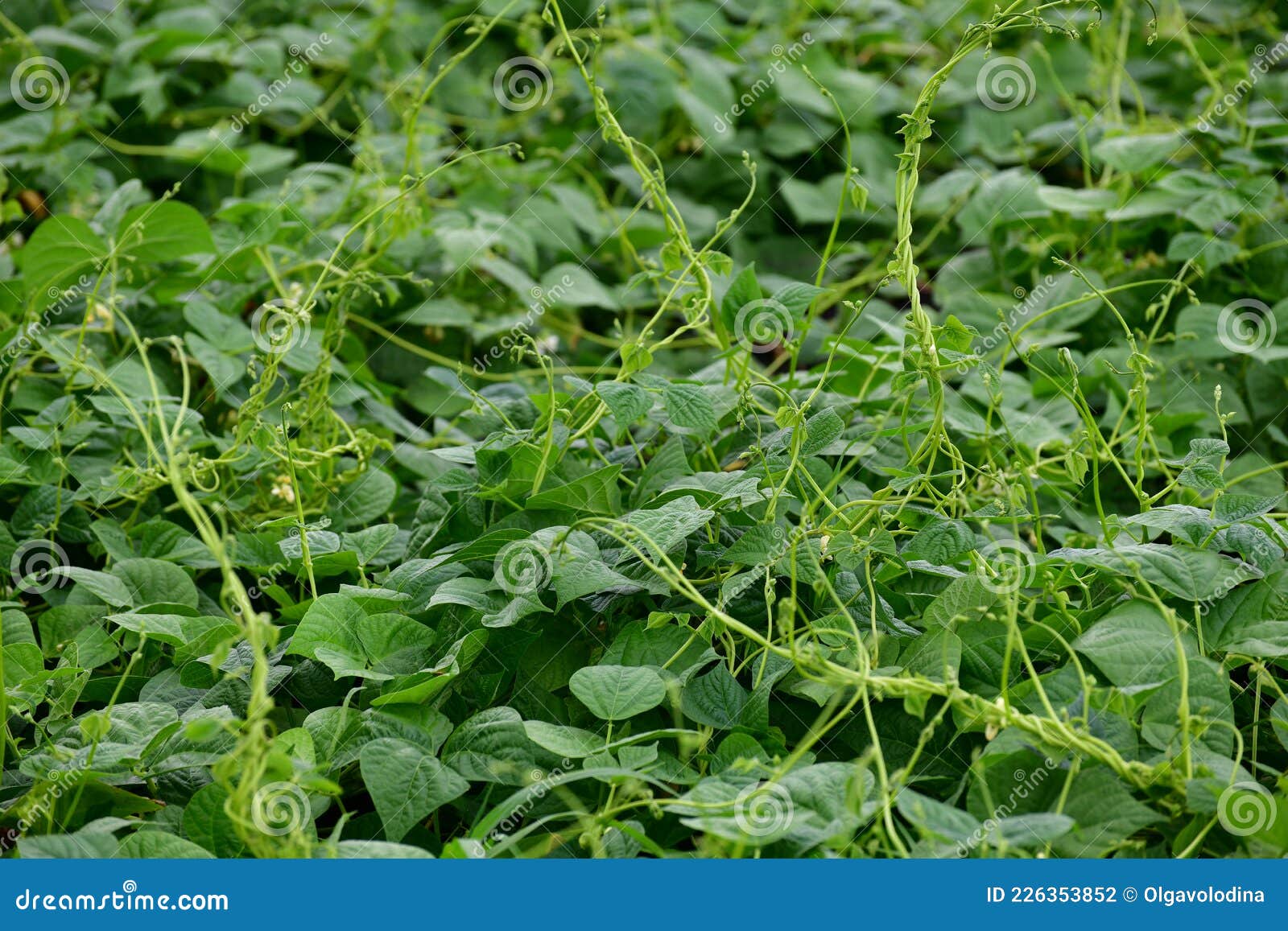 Young Flowering Beans in the Garden Bed Stock Photo Image of farm
