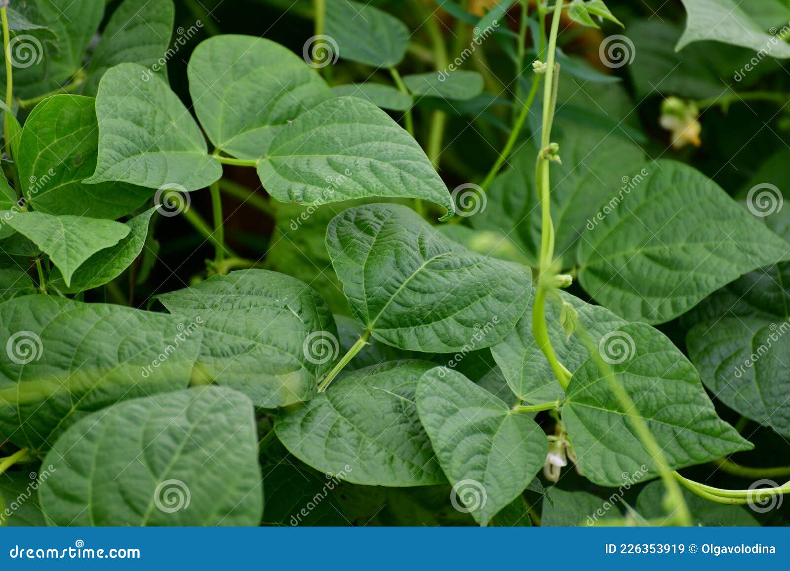 Young Flowering Beans in the Garden Bed Stock Image Image of growing