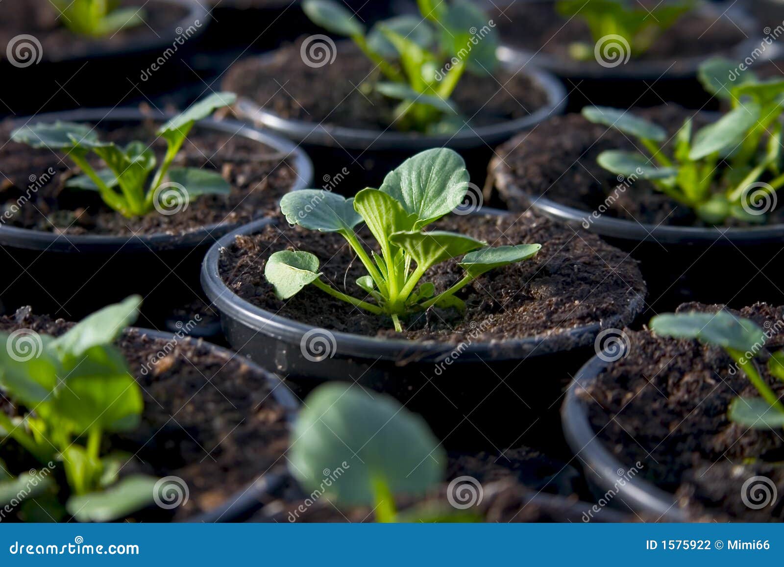 young flowers in a plant nursery 1