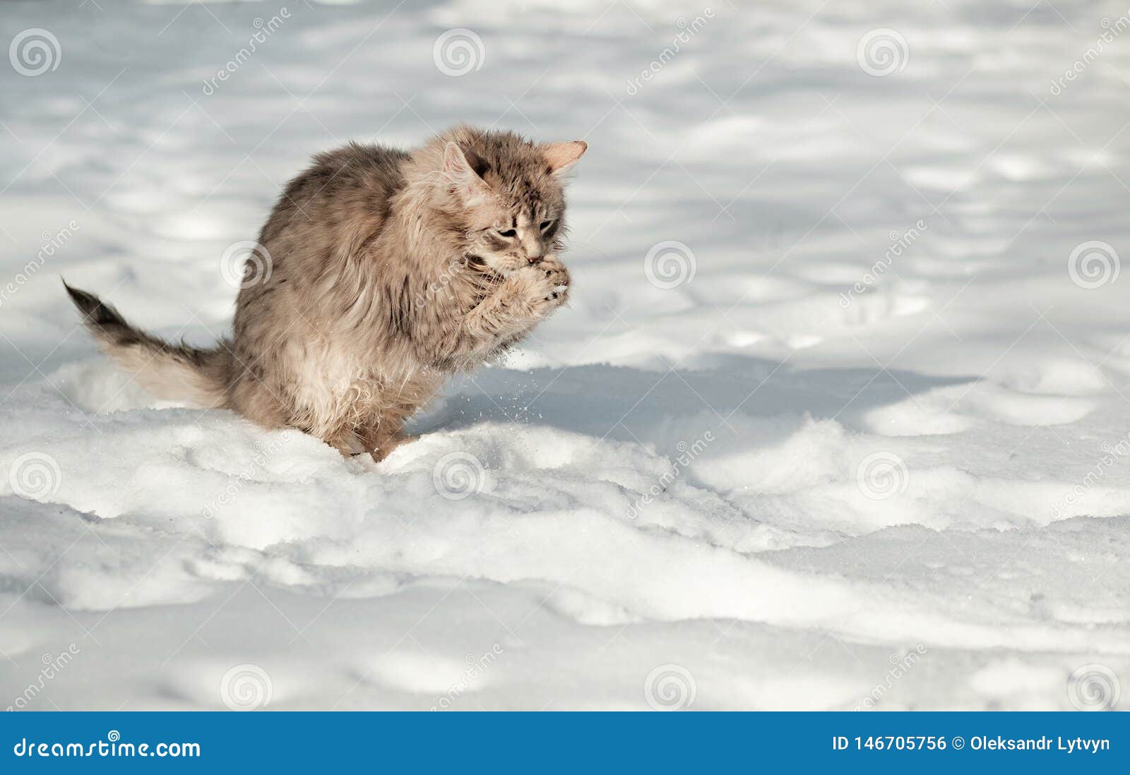 Young Fluffy Gray Cat Eats Snow Stock Photo Image of snow, cute