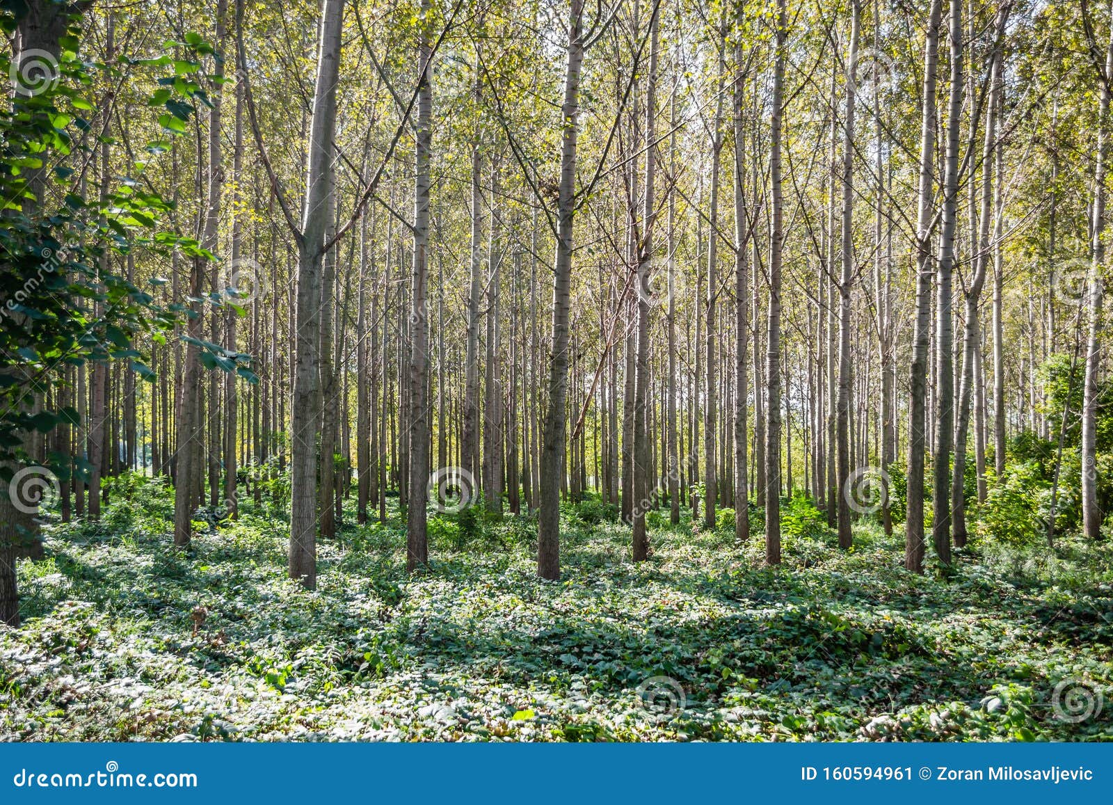 Young Forest of Poplar Trees. Stock Image Image of rise, branch