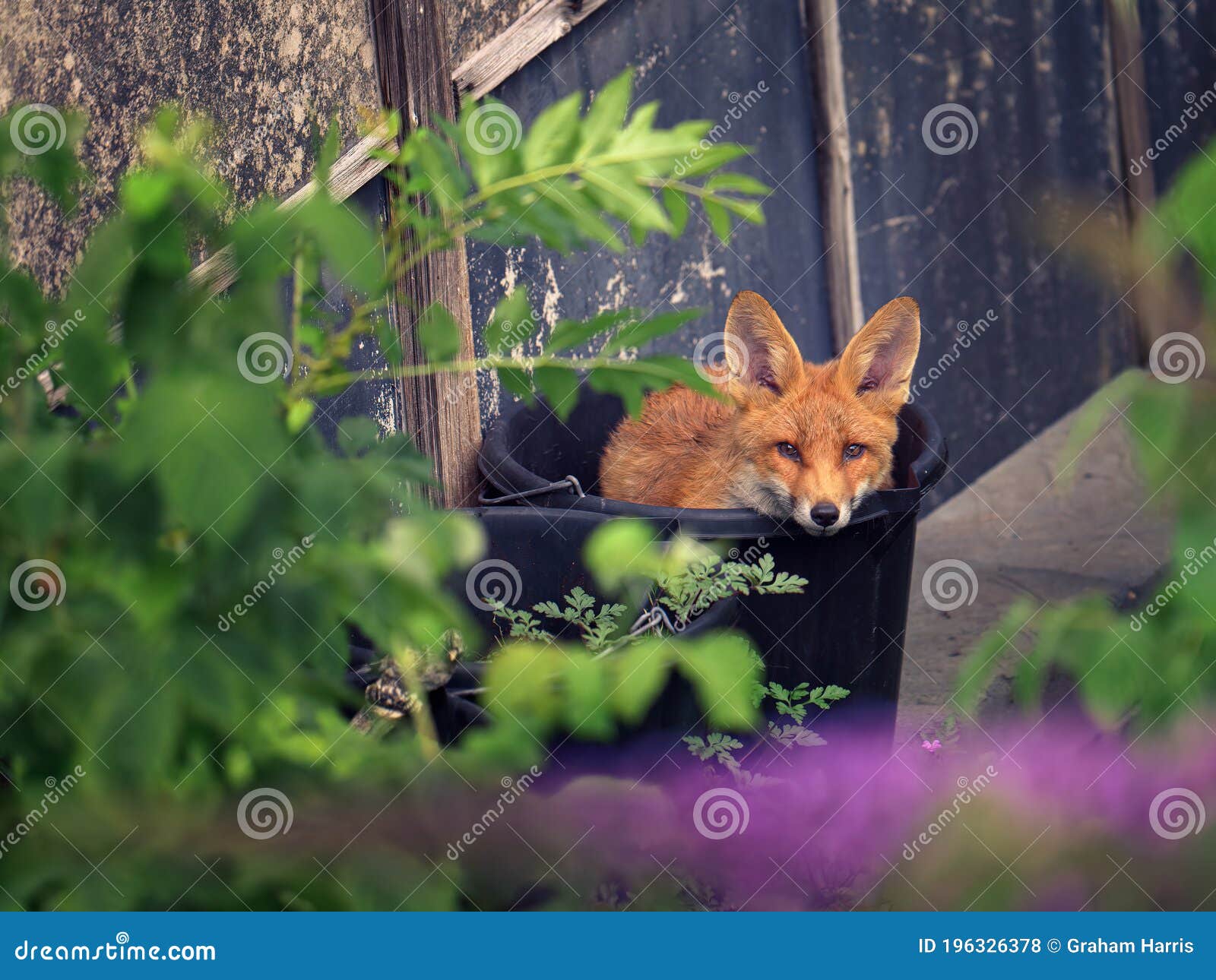 fox cub in a bucket