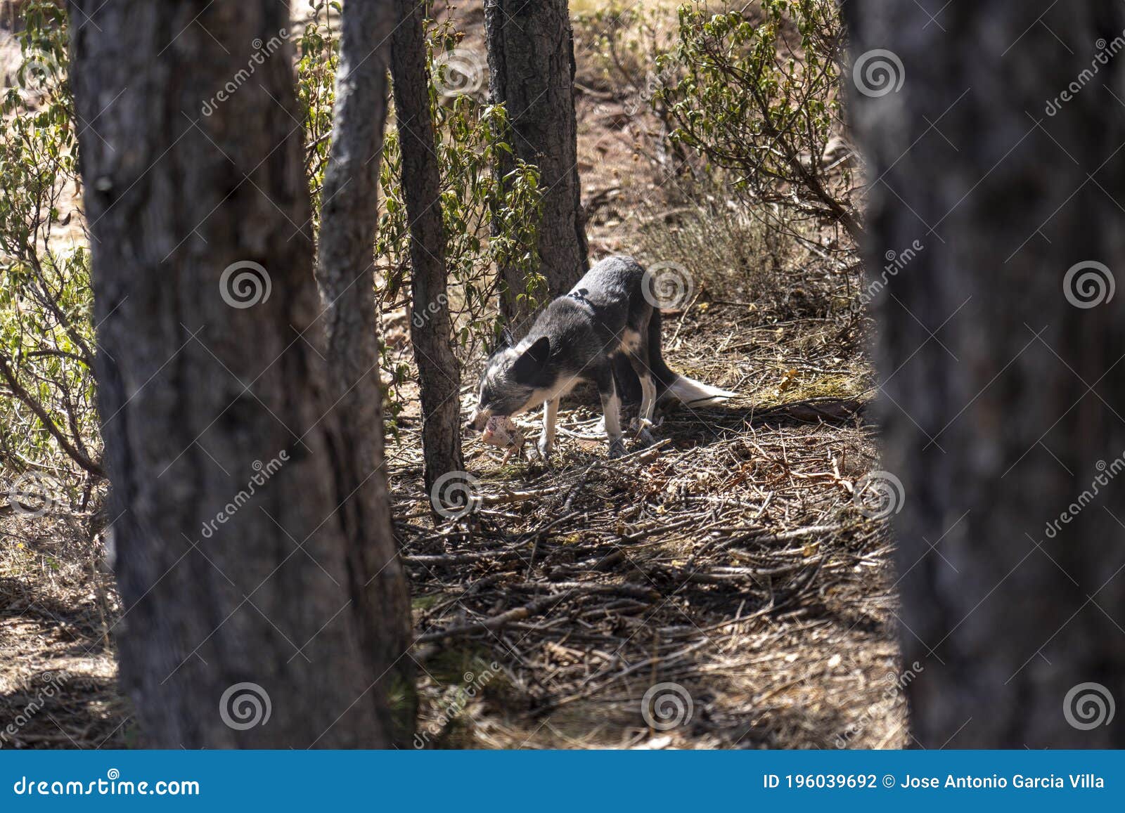 Young fox eating chicken stock photo. Image of spring 196039692