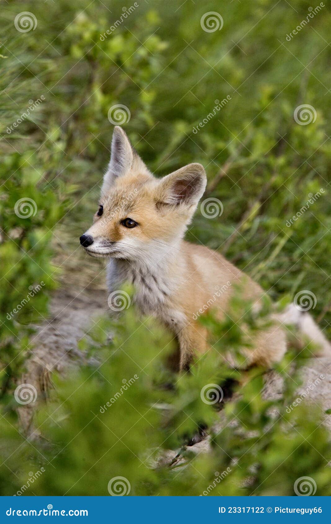 Young Fox Kit stock photo. Image of creature, grassland 23317122