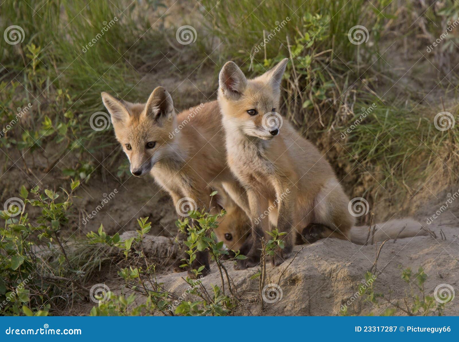 Young Fox Kit stock image. Image of young, animal, themes 23317287