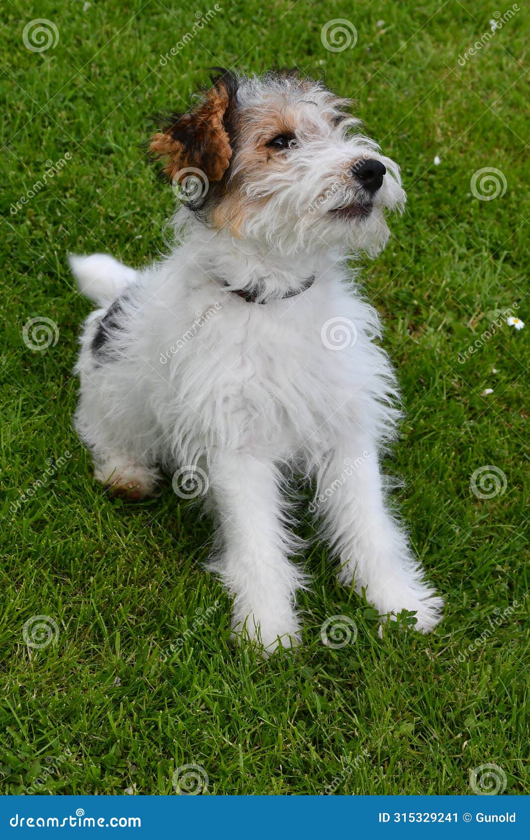 young fox terrier sits in the meadow