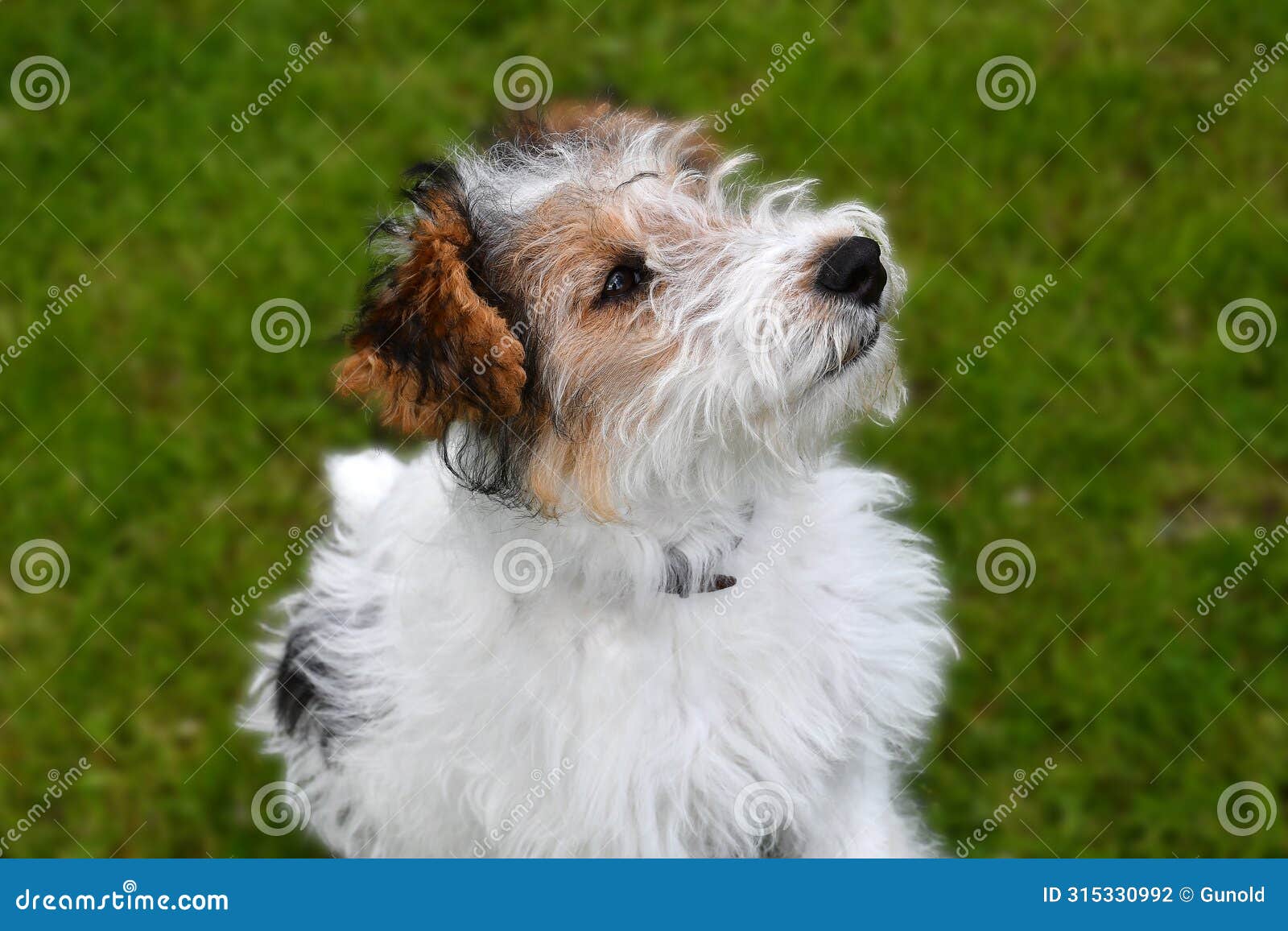 young fox terrier sits in the meadow