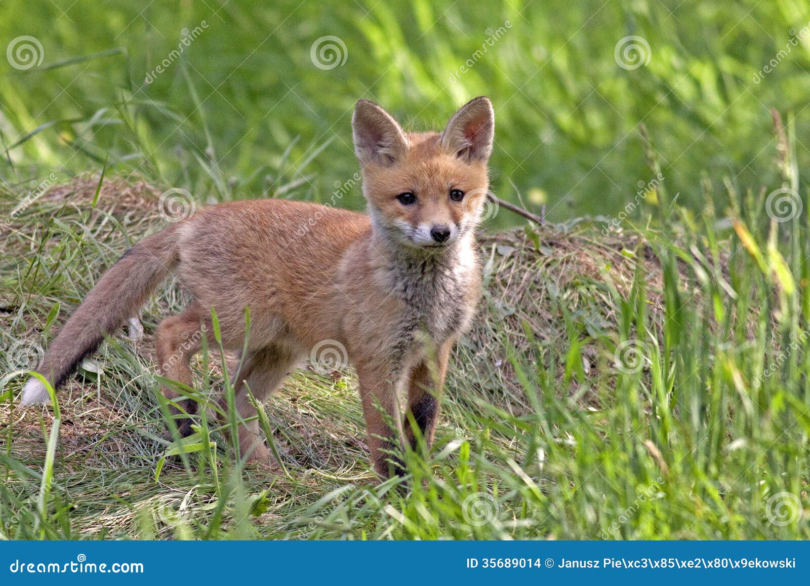 Young fox in the wild stock photo. Image of mammals, hunts 35689014