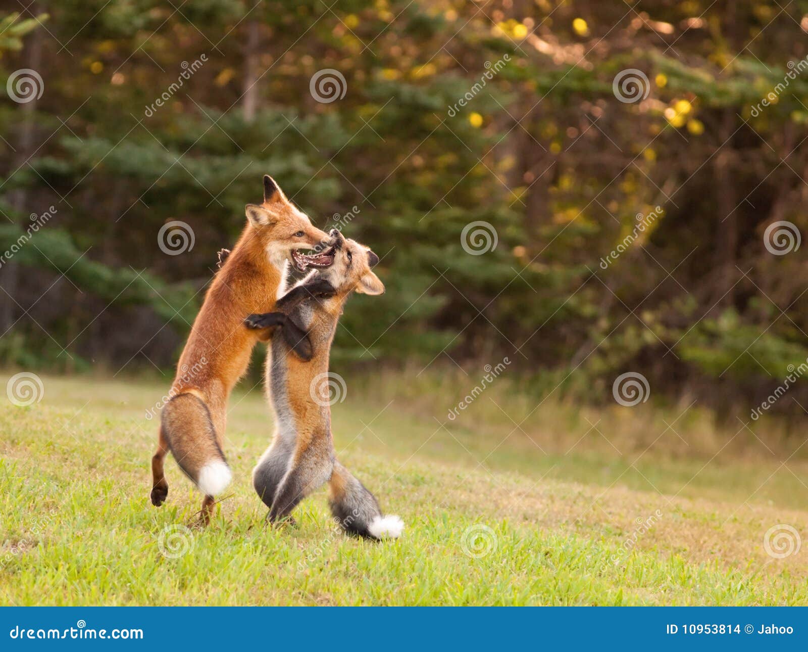 Young Foxes Honing Their Hunting Skills Stock Photo - Image of fight