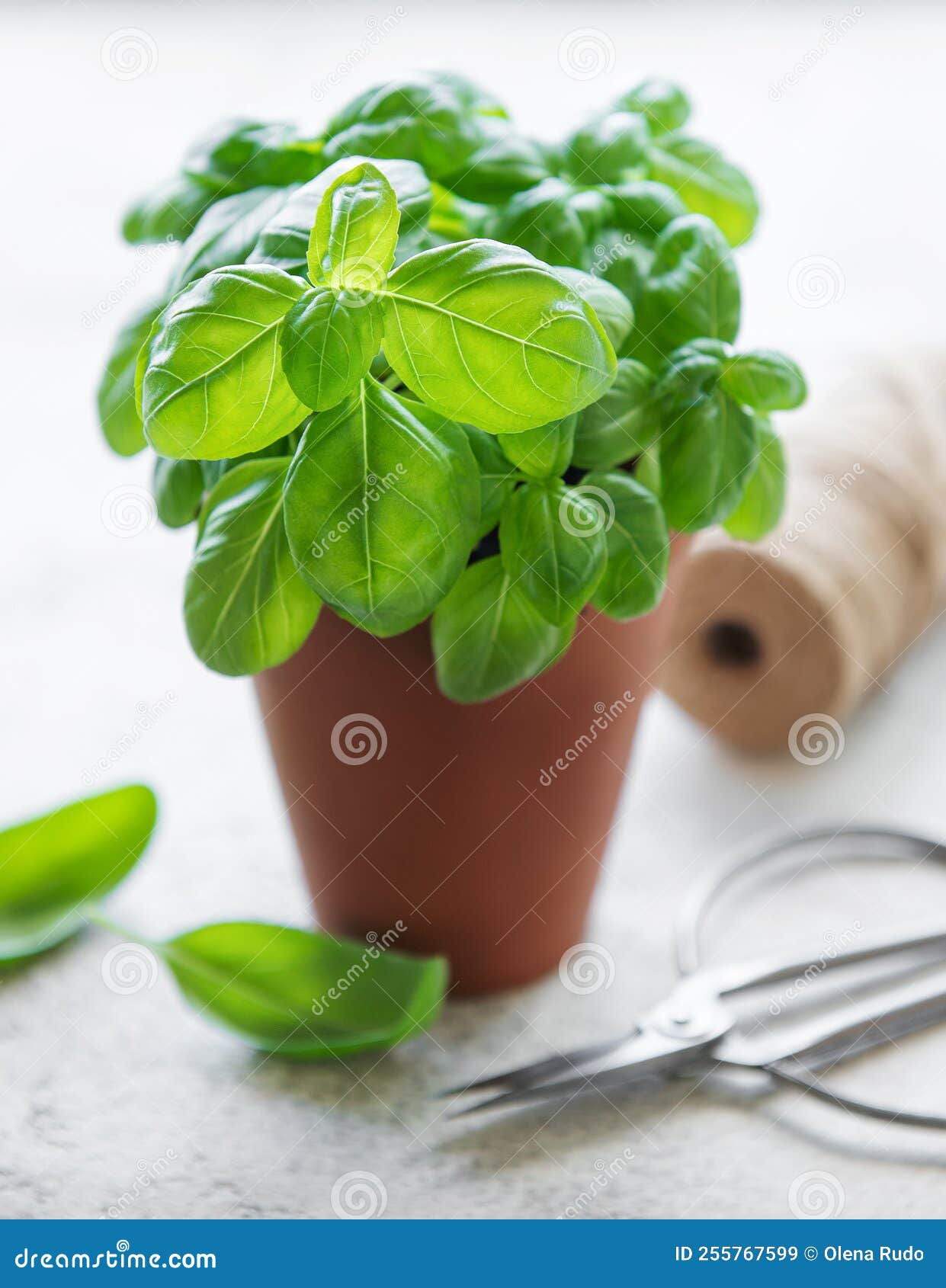 Young fresh basil in pots stock image. Image of garden 255767599