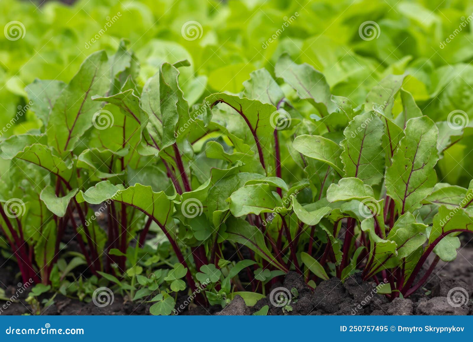 Young Fresh Beet Leaves. Beetroot Plants in a Row from a Close Distance