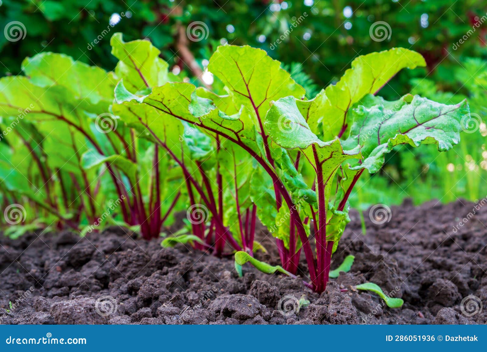 Young Fresh Beet Leaves. Beetroot Plants in a Row from a Close Distance